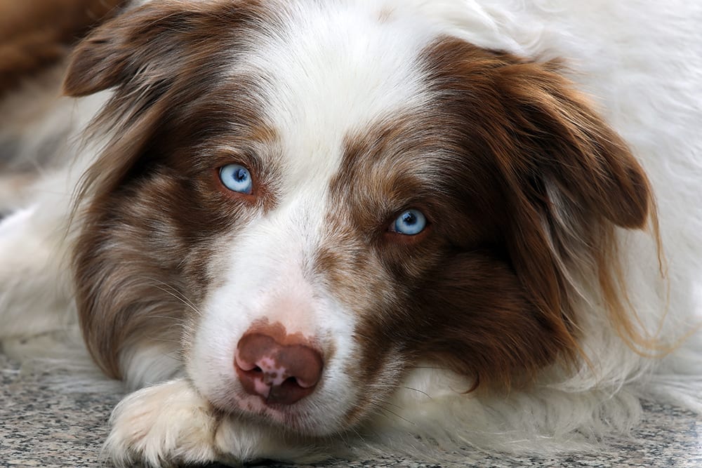 Understanding your dog's blood tests - Why your vet wants your dog to have one.