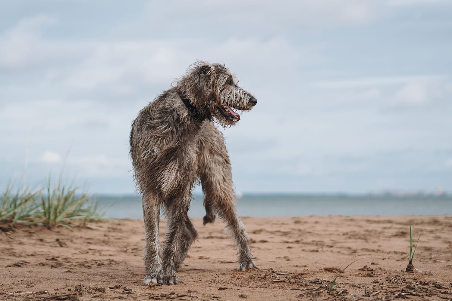 Irish wolfhound on a sandy beach, looking to the side.