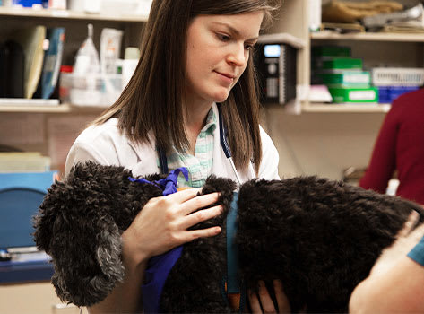 Geriatric Care for Cats & Dogs | Sharon Lakes Animal Hospital