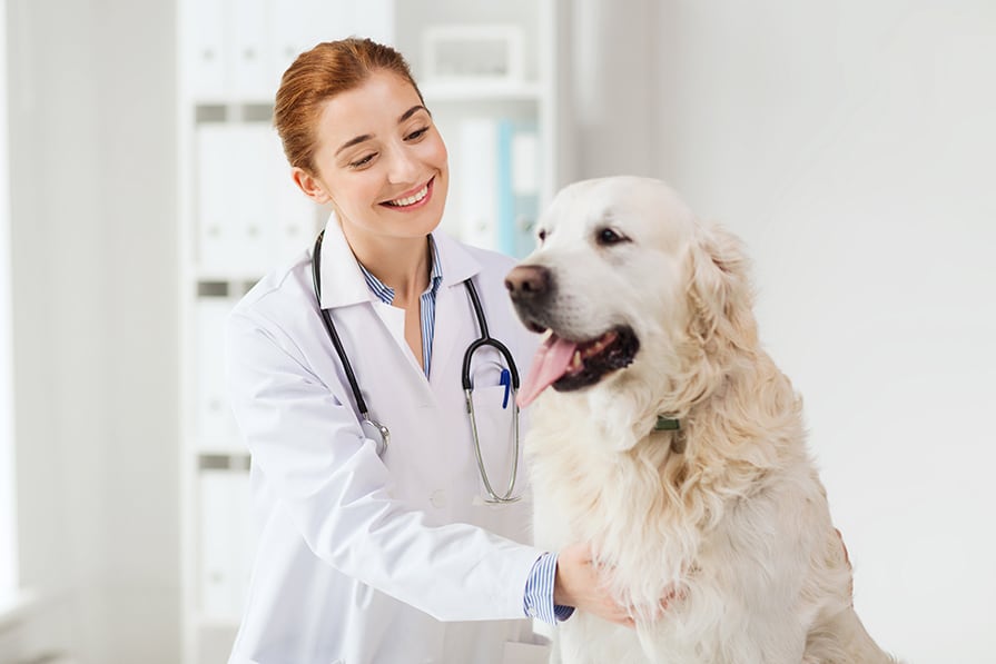 Urinalysis can often be performed at your vets office quickly and easily.