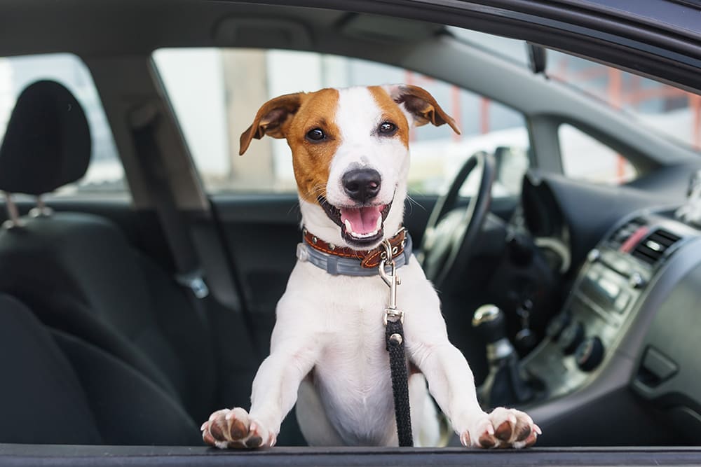 Happy Jack Russell with great teeth looking out of car window, South Charlotte vet