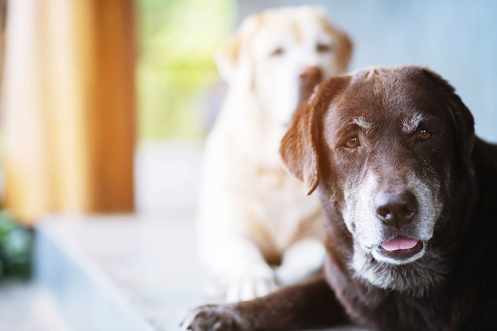 Medical pet boarding can be beneficial for senior dogs when owners need to travel. An older chocolate lab looking into camera.