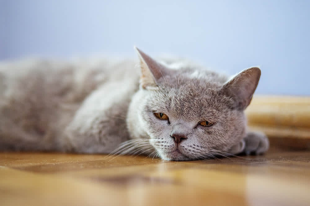 Grey cat looking sad and bored.