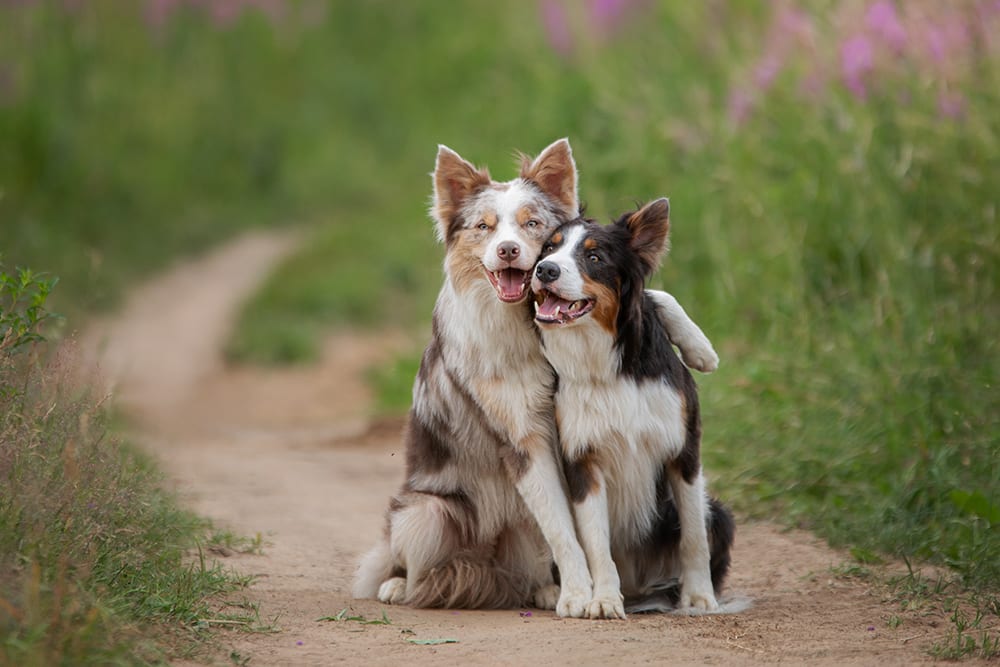 One dog smiling with its arm around another happy dog sitting next to it. Is it better to have one dog or two?