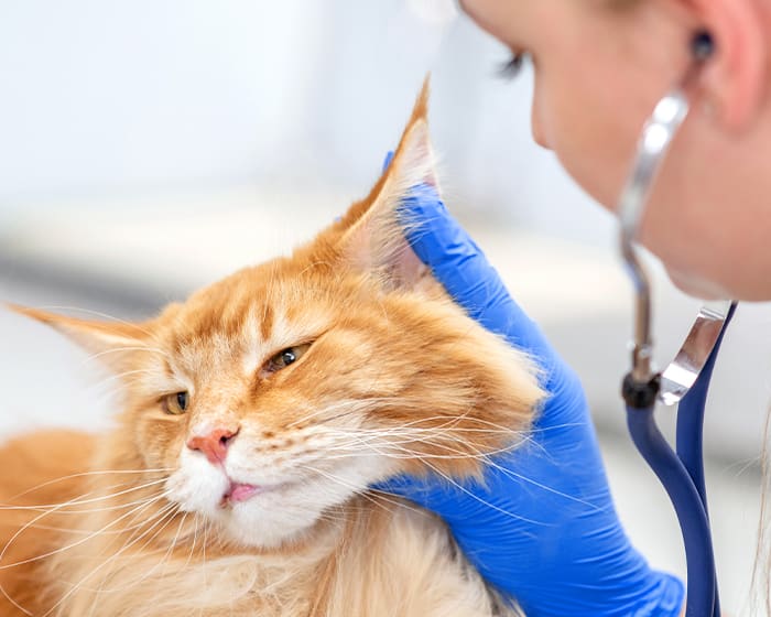 Ear infections in cats are rare but can lead to complications if left untreated, South Charlotte vet