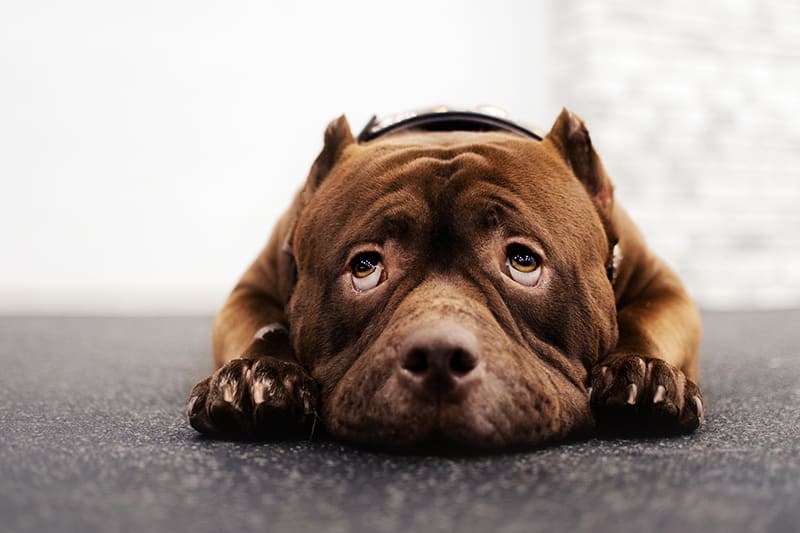 A sad expression is just one symptom of anxiety or depression in dogs. Charlotte Vet