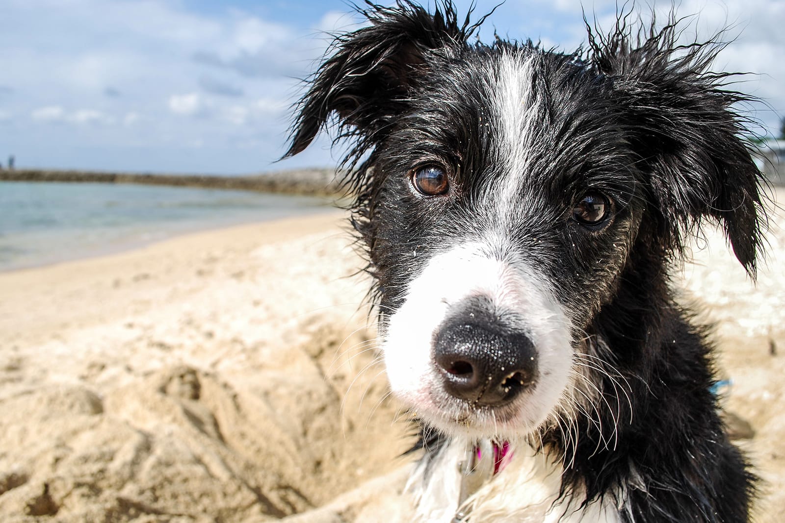 Happy black and white dog on the beach, looking into camera.