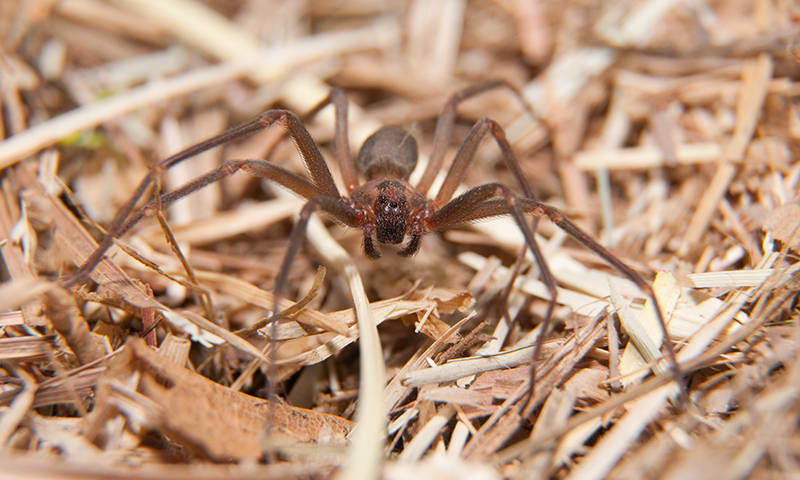 Brown recluse spider sitting in hay - Charlotte vets.