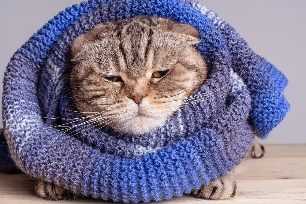 Cat cold result in symptoms very similar to human cold symptoms.