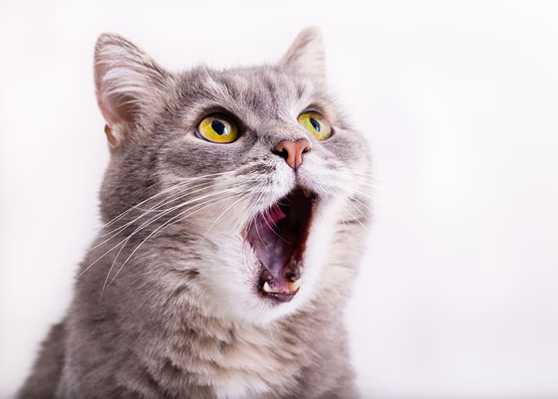 How to help your cat if they have lost their voice - cat laryngitis, South Charlotte vet