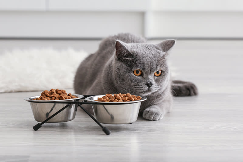 If your cat is refusing to eat it could be a sign of illness, South Charlotte vet
