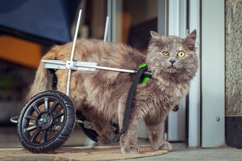 A cat wheelchair can help your cat to regain mobility if they are suffering from permanent partial paralysis, South Charlotte vet
