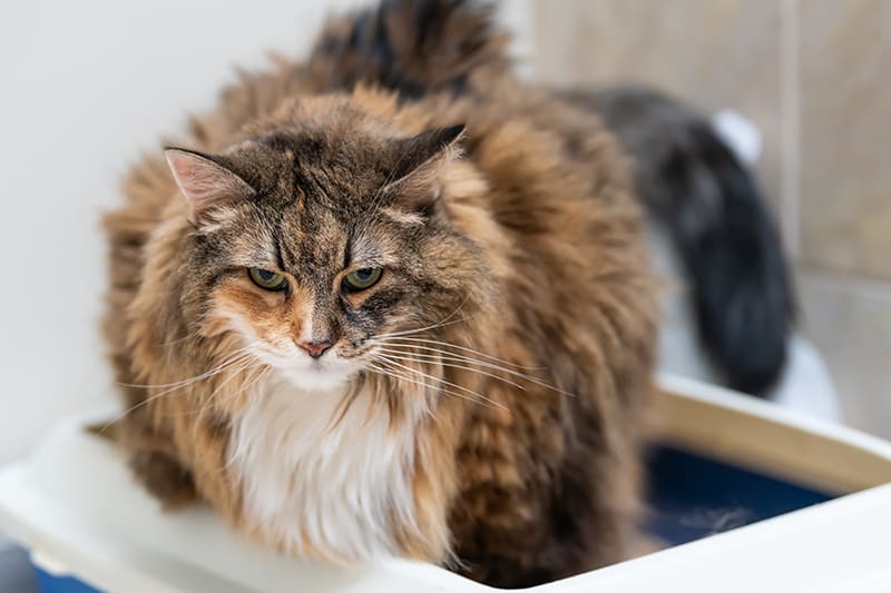 Large cat leaving litter box. Diarrhea is the most obvious sign of giardia in cats, South Charlotte vet