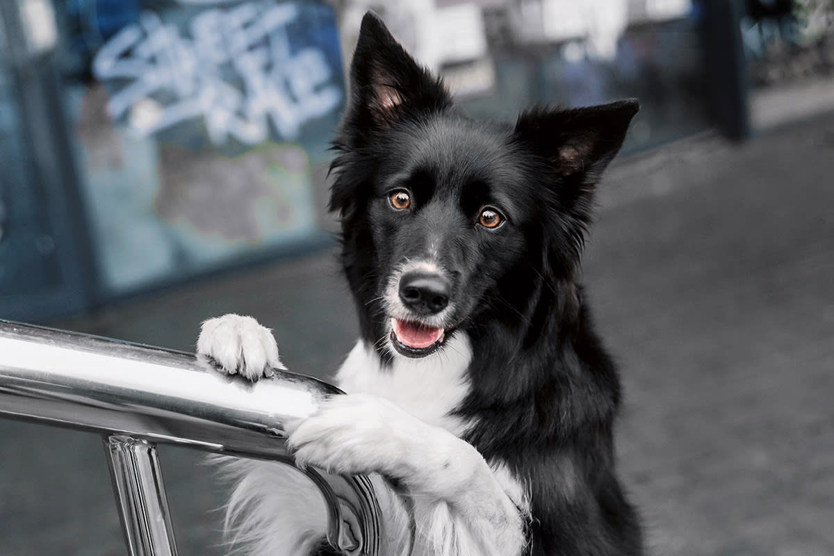 Happy black and white border collie smiling at camera.