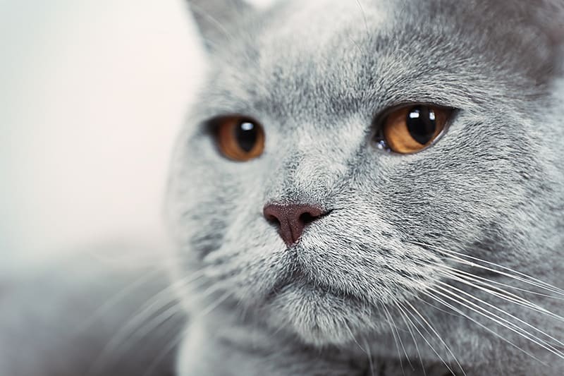 Hepatitis in Cats - Causes, Symptoms, and Treatments | South Charlotte Vet