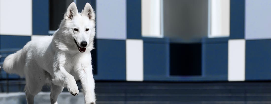 Sharon Lakes Animal Hospital