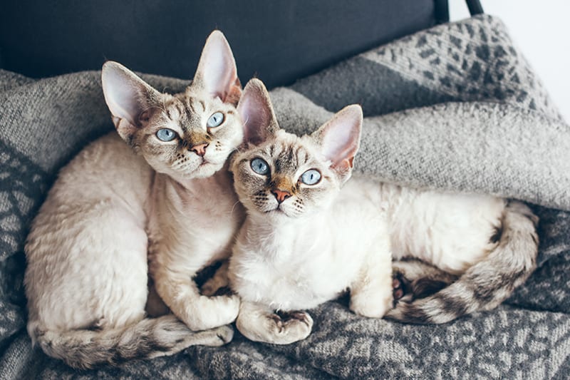 Two beautiful cornish rex cats relaxing in a blanket. How often should you take a cat to the vet? South Charlotte vet