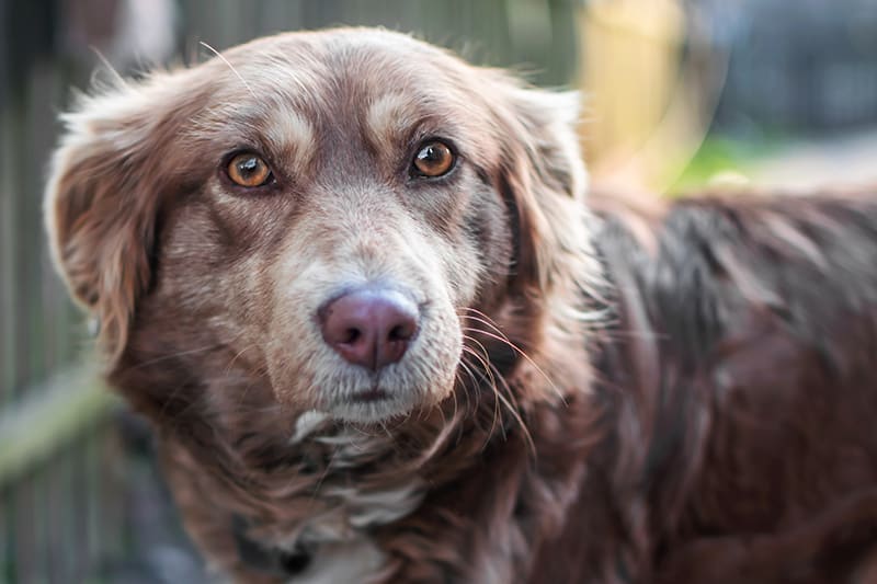 Sad dog suffering from stomach upset causing diarrhea. Find out how to treat diarrhea in dogs from our Charlotte vets.