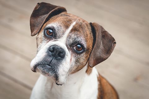 Inflammatory bowel disease in dogs diet, Charoltte vet