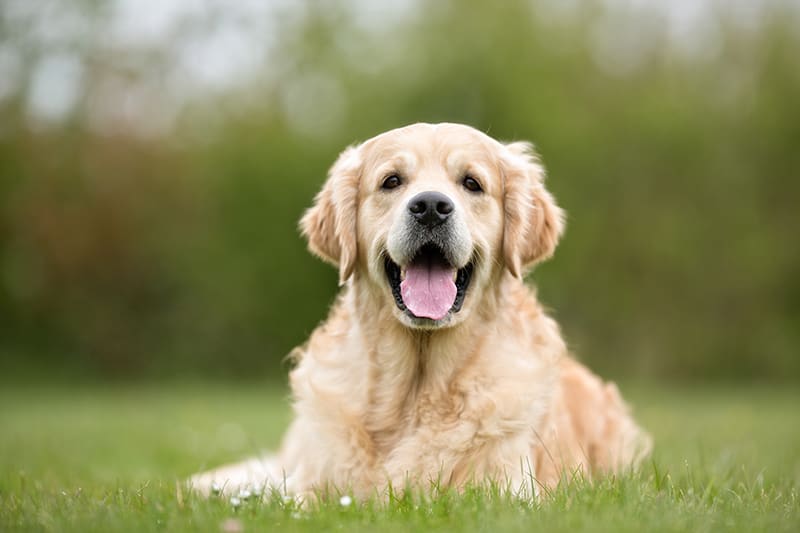 Old happy golder retriever in a field, South Charlotte vet