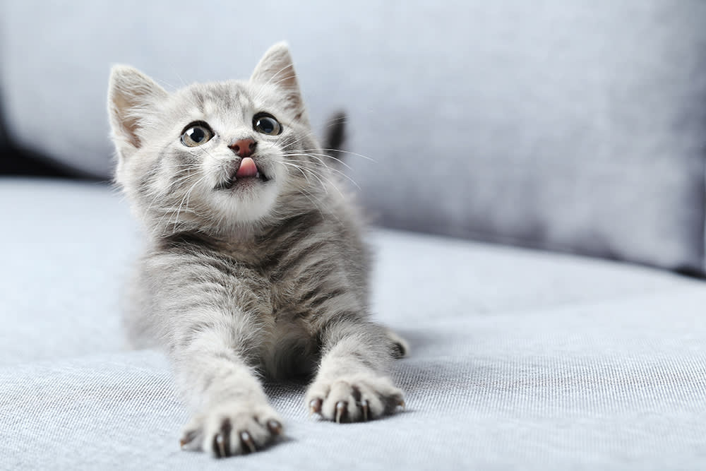 Little grey tabby kitten playing on grey sofa.