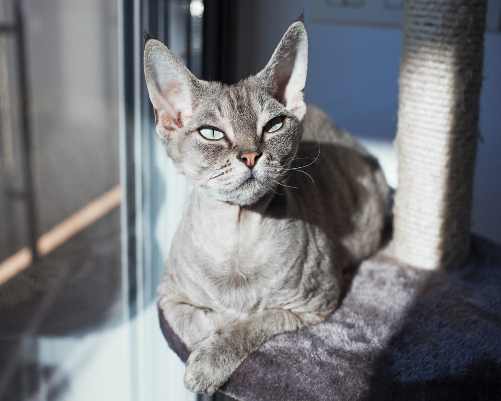 Nail Care | Sharon Lakes Animal Hospital