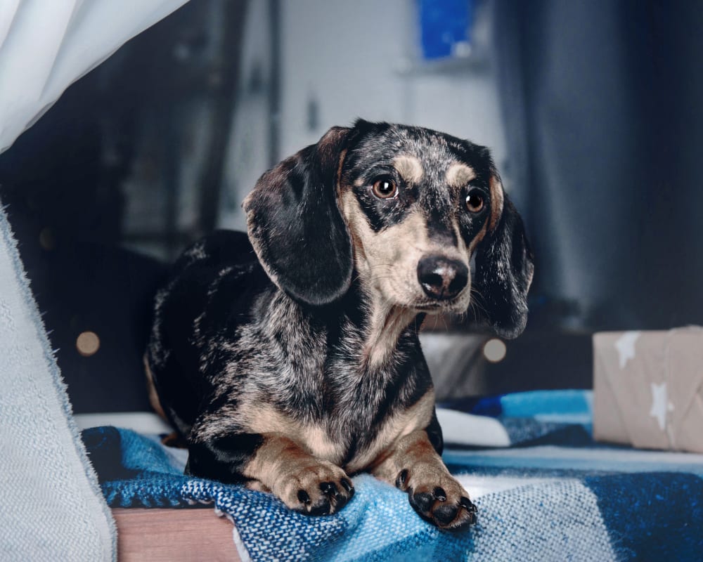 Geriatric Care for Cats & Dogs | Sharon Lakes Animal Hospital