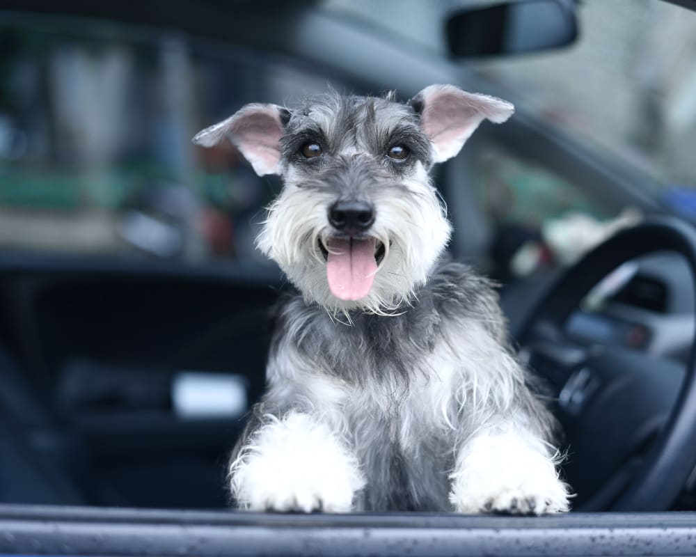 Pet Boarding | Sharon Lakes Animal Hospital