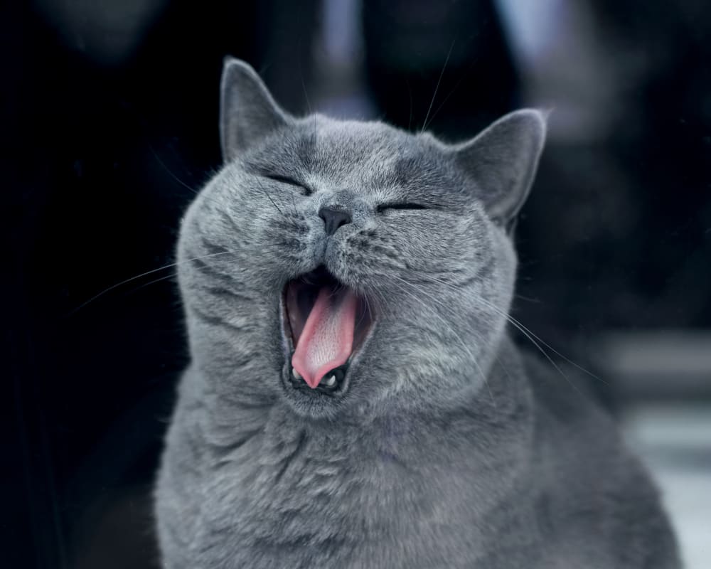 Dental Procedures for Dogs & Cats | Sharon Lakes Animal Hospital