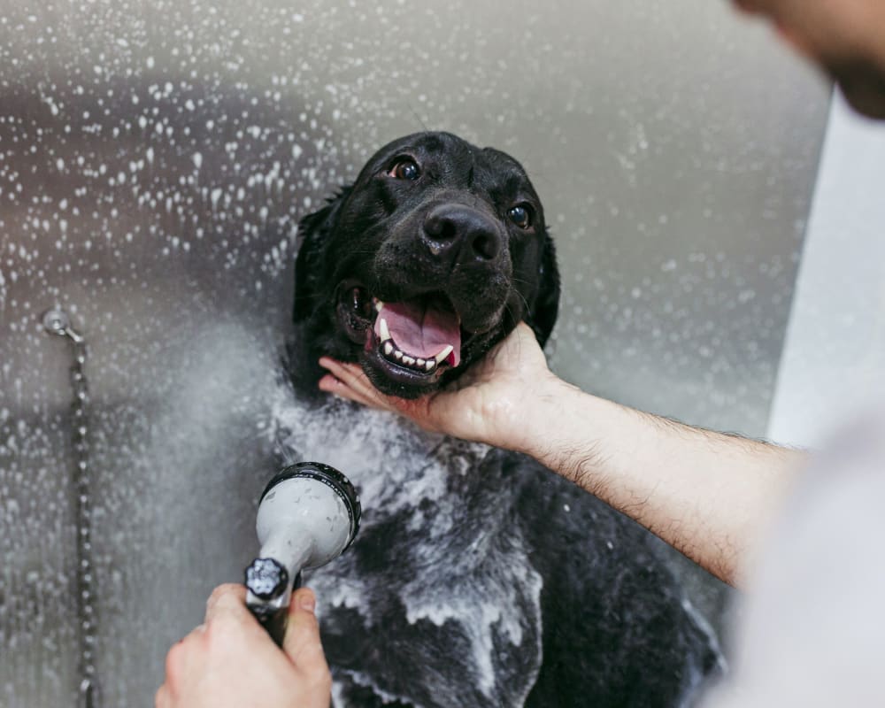 Spa Days | Bathing | Sharon Lakes Animal Hospital