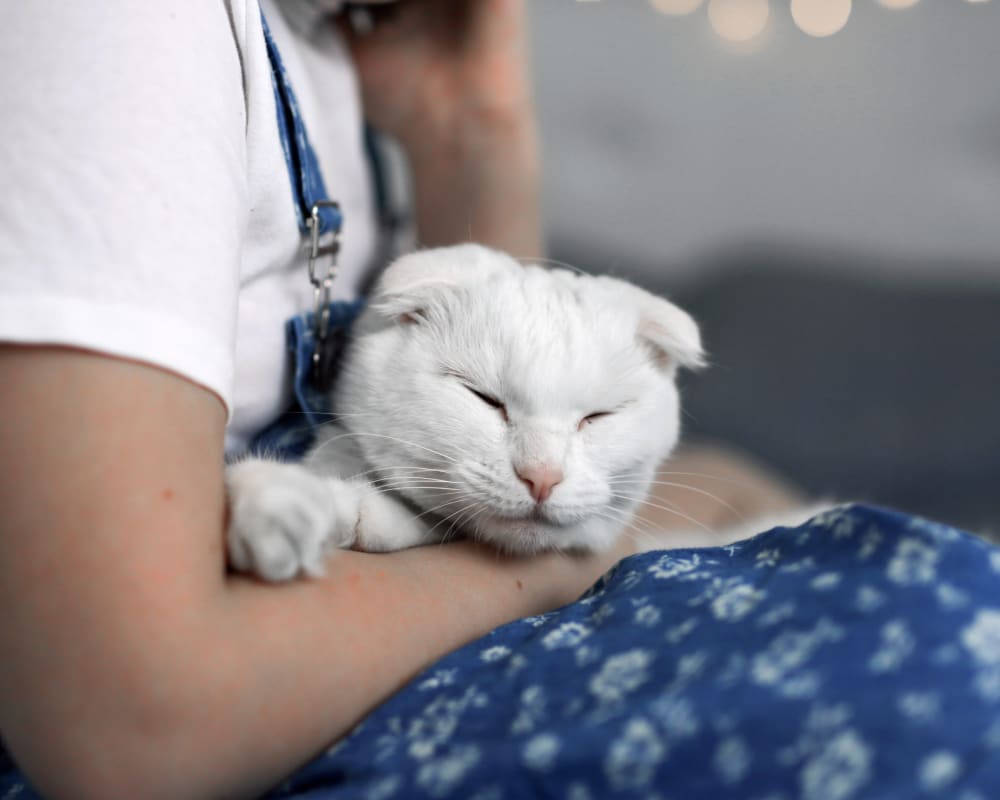 New Patients | Sharon Lakes Animal Hospital