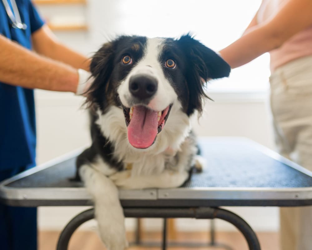 Routine Veterinary Exams in South Charlotte