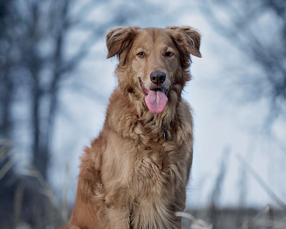 Veterinary Soft Tissue Surgery | Sharon Lakes Animal Hospital | Charlotte