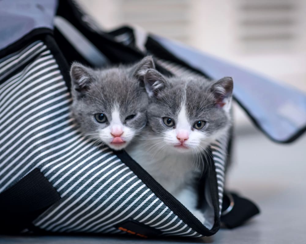 Spay & Neuter | Sharon Lakes Animal Hospital | Charlotte