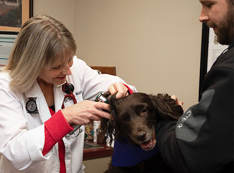 Ear check | Sharon Lakes Animal Hospital
