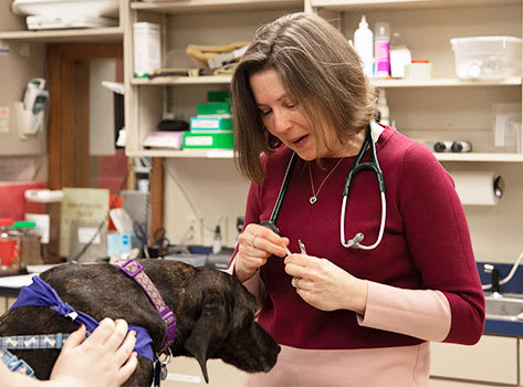 New Patients | Sharon Lakes Animal Hospital