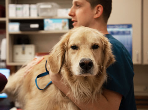 Veterinary Soft Tissue Surgery | Sharon Lakes Animal Hospital | Charlotte