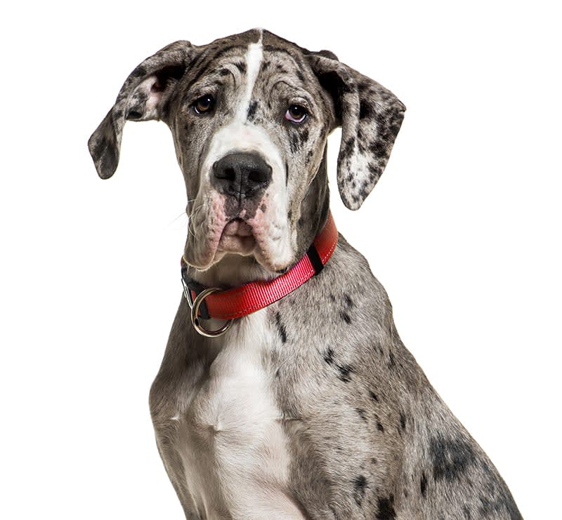 Giant Dogs, Sharon Lakes Animal Hospital
