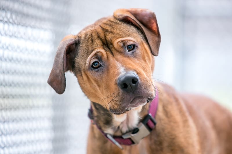Does High Protein Diet Cause Kidney Disease In Dogs