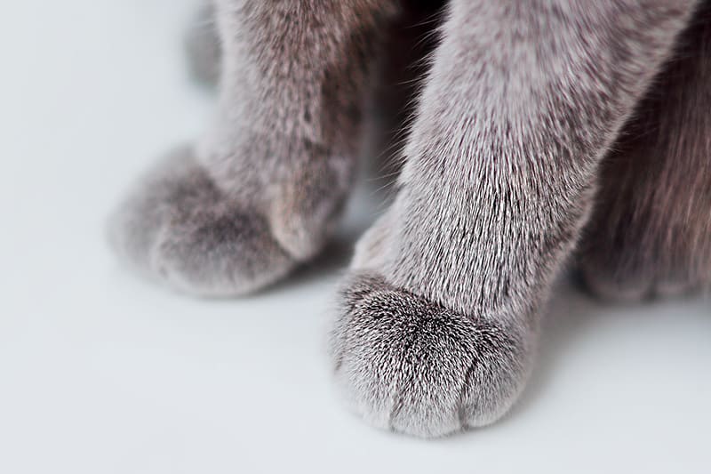 Pretty grey cat feet - Why your cat may be limping, South Charlotte vet